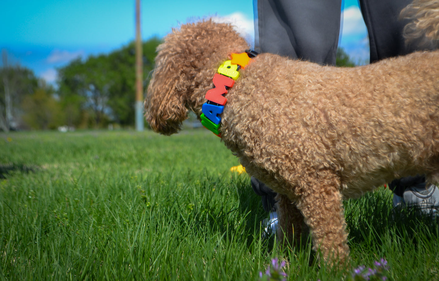 Barkstar Custom Charm Collar™