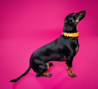 Barkstar Custom Charm Collar™