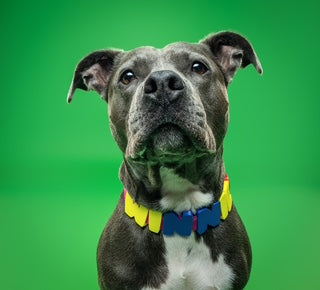 Barkstar Custom Charm Collar™