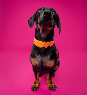 Barkstar Custom Charm Collar™