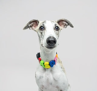 Barkstar Custom Charm Collar™