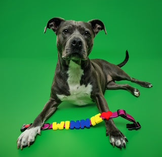 Barkstar Charm Packs