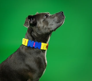 Barkstar Custom Charm Collar™