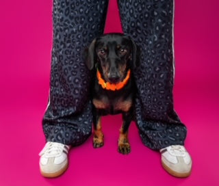 Barkstar Custom Charm Collar™