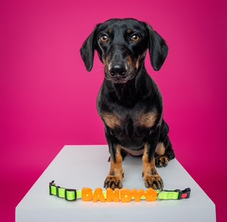 Barkstar Charm Packs